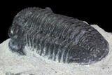 Gerastos Trilobite Fossil - Morocco #87565-4